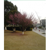 長(zhǎng)期供應(yīng)大葉女貞、紅梅