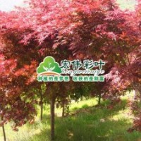 中國紅楓