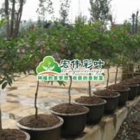 中華龍桂