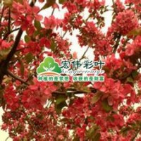 亞當海棠小苗彩葉苗綠化苗木供應(yīng)