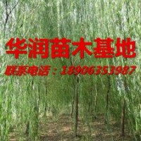 【金絲垂柳】，金絲垂柳小苗，華潤苗木基地，山東金絲垂柳，-第