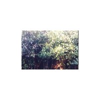 鄉(xiāng)土樹(shù)木、米徑4公分杜英、米徑5公分杜英、一年杜英小苗批發(fā)、小
