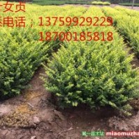 金葉女貞