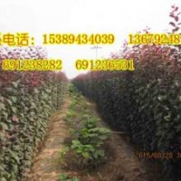 大葉紅葉李、陜西大葉紅葉李、速生紅葉李小苗