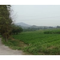 濕地松、造林小苗、會埠供應(yīng)200萬株濕地松小苗