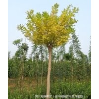 本公司常年大量供應(yīng)各類苗木花卉，品質(zhì)優(yōu)，價格低