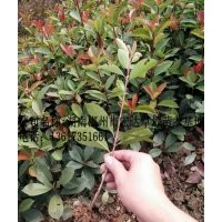 紅葉石楠