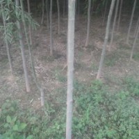 速生白蠟3公分