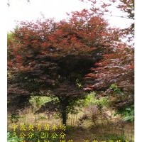 3-20公分紅楓供應