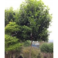 供應(yīng)茶花、玉蘭、桂花