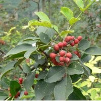 大紅袍花椒苗