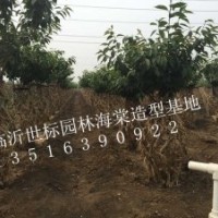 臨沂世標(biāo)園林海棠造型樹