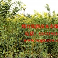 欣潤苗木大量供應(yīng)高桿女貞 高2米