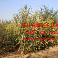 欣潤(rùn)苗木大量供應(yīng)金葉榆胸徑 6公分