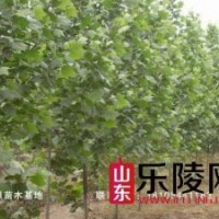 山東樂陵寨頭堡綠源苗木基地出售法桐、國槐樹苗