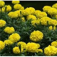批發(fā)國(guó)慶菊 矮牽牛 紫葉草 彩葉草 孔雀草 萬壽菊 金盞菊