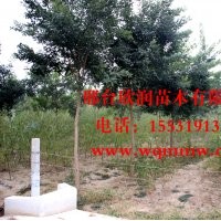 河北邢臺(tái)欣潤(rùn)苗木大量供應(yīng)國(guó)槐 9公分