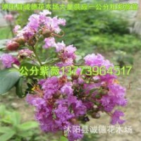 供應(yīng)一年生紫薇小苗江蘇紫薇花苗基地大量供應(yīng)多規(guī)格小苗