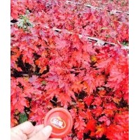 美國紅楓、紅點紅楓、紅冠紅楓小苗