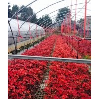 自產自銷美國紅楓：秋火焰丶紅點、紅冠紅楓小苗