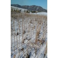 核桃楸苗,2年生實(shí)生舀,5萬(wàn)