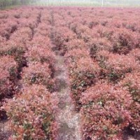 苗木供應(yīng):紅葉石楠，地柏，龍柏，蜀檜