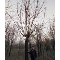 天佑綠化苗木合作社