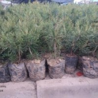 10-20公分白皮松小苗大量出售