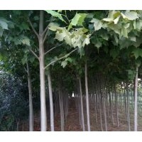 苗農(nóng)出售法桐、國(guó)槐、百日紅低價(jià)就賣