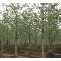 銀杏苗圃大量銷售銀杏樹，量大優(yōu)惠