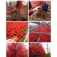 美國紅楓小苗至八公分，秋火焰，紅點，紅冠紅楓