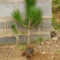 黑松繁育基地供應(yīng)側(cè)柏