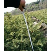 大量出售4-6年生 ，營養(yǎng)杯21*21， 30-60公分云杉苗、紅松苗、樟