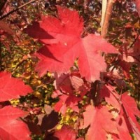 美國紅楓秋火焰2-20公分