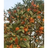 供應(yīng)丹桂、金森女貞、紅花檵木