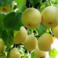 大量供應優(yōu)質梨樹苗，蘋果苗，櫻桃苗