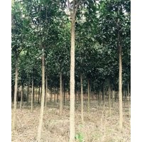 長期供應(yīng)桂花和羅漢松