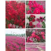 美國紫嶶：紅火球、紅火箭、紅葉、紅葉
