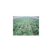 山西白皮松、華山松 云杉  大量出售