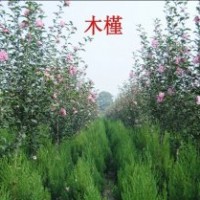 河北大地園林低價(jià)銷售-紅花木槿