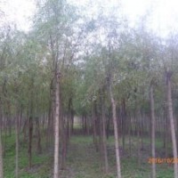 7公分柳樹價(jià)格