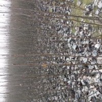 低價出售花椒苗、桃樹苗、梨樹苗、楊樹苗、速生楊、欒樹苗、冬青