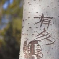 7公分毛白楊