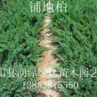 40公分鋪地柏價格，45-50公分高鋪地柏價格