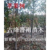 山楂苗 柿子苗 葡萄苗