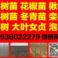 速生楊樹苗花椒苗泡桐冬青苗大葉女貞欒樹楸樹梨樹苗大量供應(yīng)