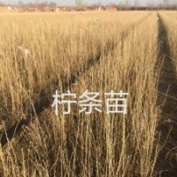 長(zhǎng)期供應(yīng)檸條苗