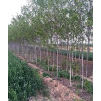出售2公分香花槐，3公分香花槐，5公分香花槐