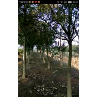 大量供應(yīng)物美價廉的綠化工程苗木