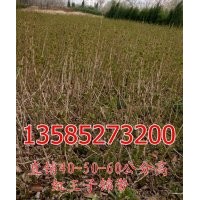 紅王子錦帶價格-直銷H40公分紅王子錦帶價格圖片-H50公分紅王子錦